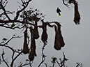 %_tempFileName155%20Nidos%20de%20oropendola%
