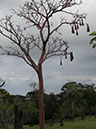 %_tempFileName156%20Nidos%20de%20oropendola%