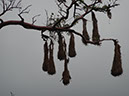 %_tempFileName157%20Nidos%20de%20oropendola%