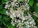 %_tempFileName158%20Flores%20masculinas%20de%20Begonia%