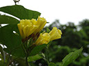 %_tempFileName159%20Flores%20de%20Merremia%