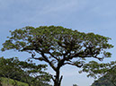 %_tempFileName16%20Epifitas%20en%20arboles%20de%20potreros%