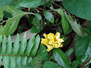 %_tempFileName160%20Flores%20de%20Merremia%