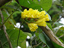 %_tempFileName161%20Flores%20de%20Merremia%