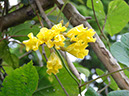 %_tempFileName162%20Flores%20de%20Merremia%