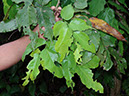%_tempFileName163%20Herbivoria%20en%20Pterocarpus%