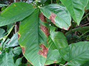 %_tempFileName164%20Hongos%20necrotrofos%20en%20Syngonium%
