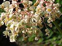 %_tempFileName166%20polinizador%20en%20Begonia%