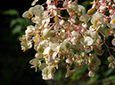 %_tempFileName167%20polinizador%20en%20Begonia%