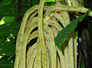%_tempFileName168%20Inflorescencia%20de%20Chamaedorea%