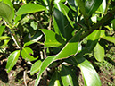 %_tempFileName170%20Herbivoria%20de%20Clusia%