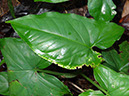 %_tempFileName171%20Herbivoria%20de%20Syngonium%