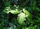 %_tempFileName172%20Herbivoria%20en%20Piper%