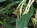 %_tempFileName173%20inflorescencias%20de%20Acalypha%