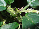 %_tempFileName174%20Herbivoro%20en%20Acalypha%