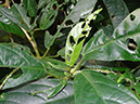 %_tempFileName175%20Herbivoria%20en%20Acalypha%