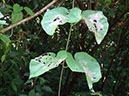 %_tempFileName176%20Minadores%20en%20Stigmaphyllum%