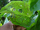 %_tempFileName178%20Minadores%20en%20Stigmaphyllum%
