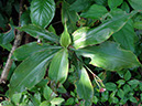%_tempFileName179%20Herbivoria%20en%20Tradescantia%