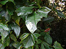%_tempFileName180%20Herbivoria%20en%20Syngonium%