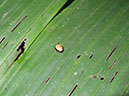 %_tempFileName182%20Calyptocephala%