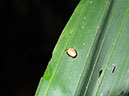 %_tempFileName183%20%20Calyptocephala%