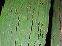 %_tempFileName184%20Herbivoria%20por%20Calyptocephala%