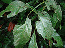 %_tempFileName185%20Herbivoria%20en%20Paullinia%