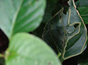 %_tempFileName189%20Minadores%20en%20Nectandra%20e%20insecto%20palo%
