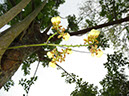 %_tempFileName19%20Orquidea%20epifita%