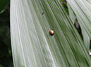 %_tempFileName191%20Calyptocephala%