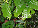 %_tempFileName192%20Herbivoria%20en%20Inga%