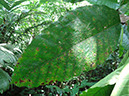 %_tempFileName194%20Herbivoria%20en%20Poulsenia%