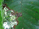 %_tempFileName195%20Herbivoria%20en%20Poulsenia%