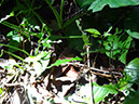 %_tempFileName197%20Herbivoria%20por%20arrieras%
