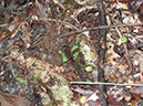 %_tempFileName199%20Herbivoria%20por%20arrieras%