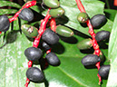 %_tempFileName2%20Frutos%20depredados%