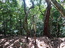 %_tempFileName200%20Astrocaryum%20defoliado%