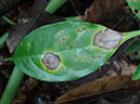 %_tempFileName201%20Necrosis%20foliar%
