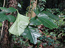 %_tempFileName205%20Herbivoria%20en%20Syngonium%