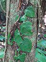 %_tempFileName206%20Monstera%20trepando%20un%20arbol%