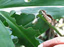%_tempFileName209%20Herbivoria%20en%20Costus%