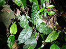 %_tempFileName210%20Herbivoria%20en%20Psychotria%