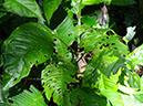%_tempFileName211%20Herbivoria%20en%20Phylodendron%