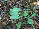 %_tempFileName212%20Herbivoria%20en%20Omphalea%