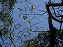 %_tempFileName214%20Omphalea%20olifera%