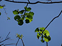 %_tempFileName215%20Omphalea%20olifera%