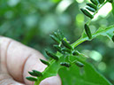 %_tempFileName220%20Agallas%20en%20vena%20y%20herbivoria%