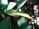 %_tempFileName222%20Herbivoria%20en%20Licaria%