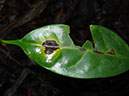 %_tempFileName23%20Mancha%20foliar%20en%20Nectandra%20%